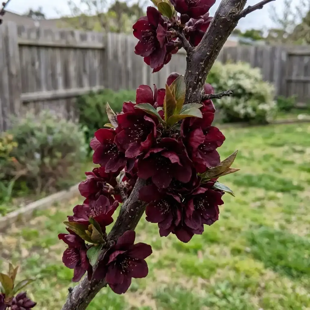 Весна — чорний цвіт сливи Скорпіон